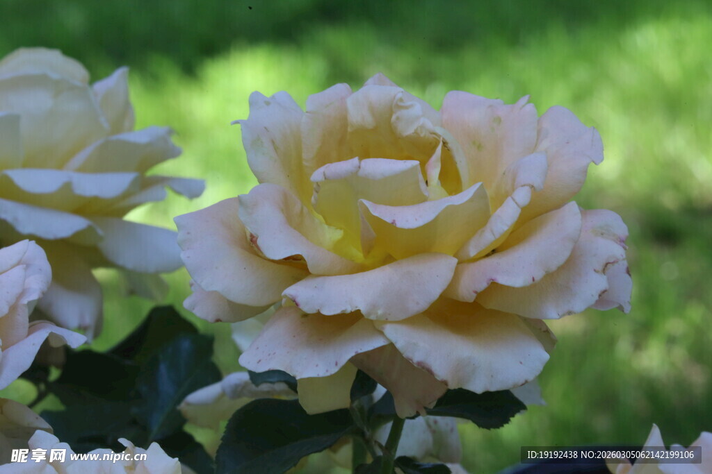 月季花 