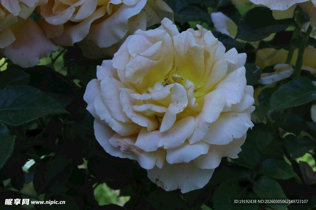 月季花 