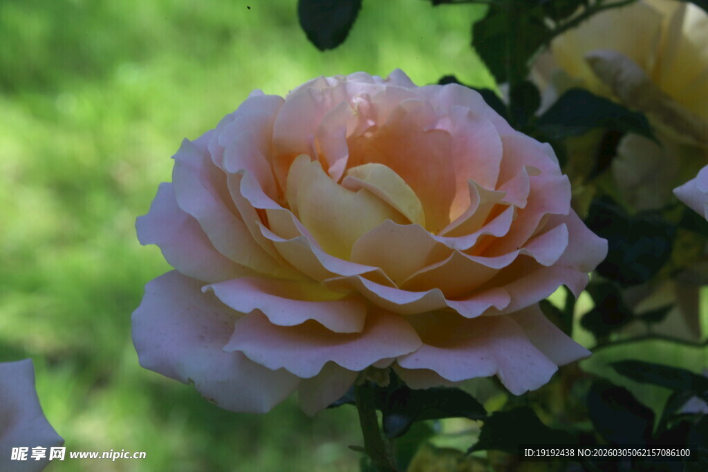 月季花  