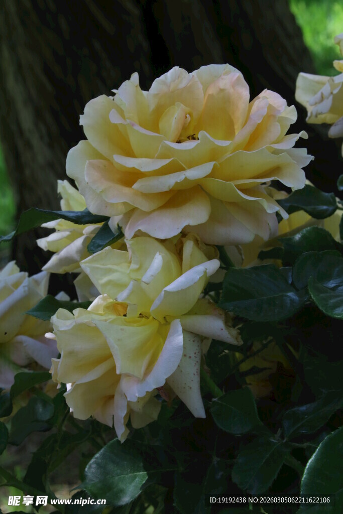 月季花  