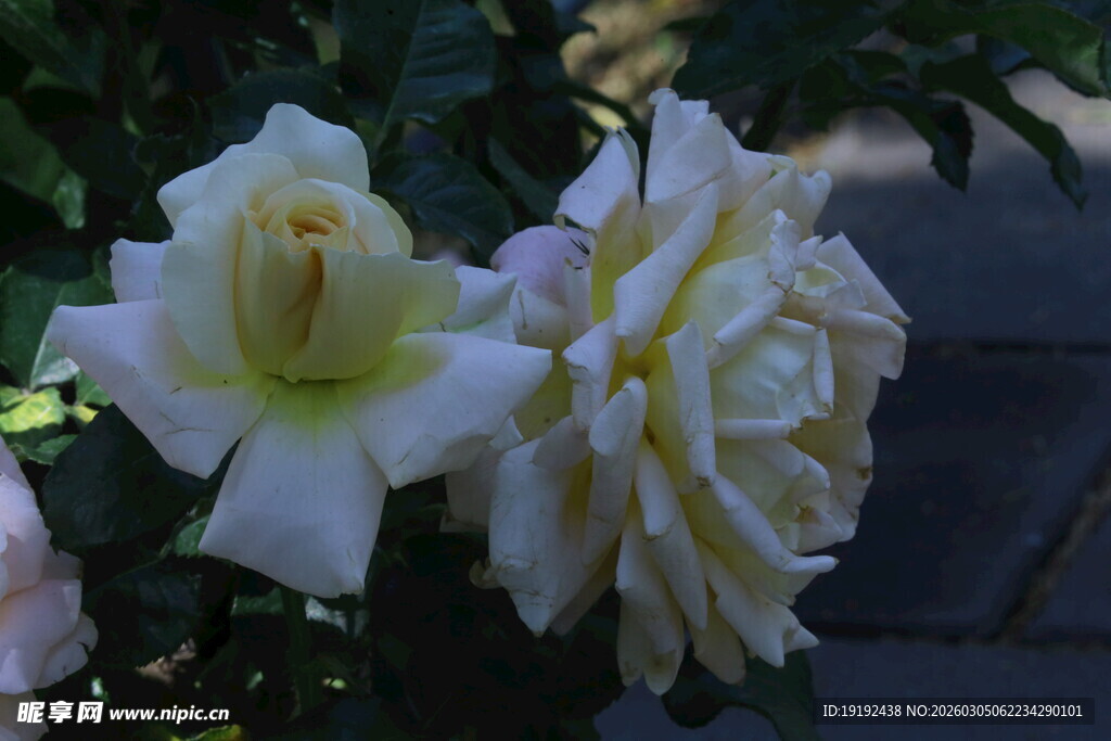 月季花  