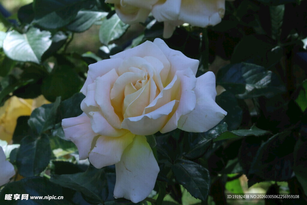 月季花  