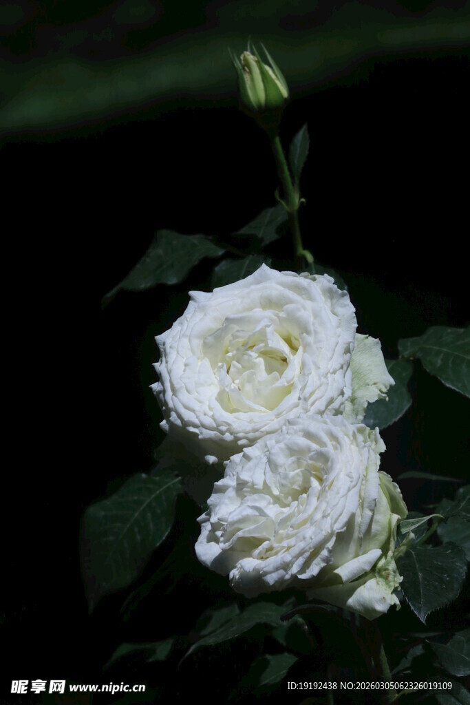 月季花 