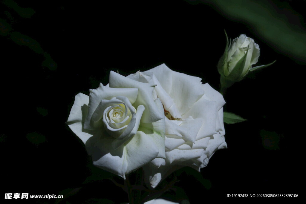月季花  
