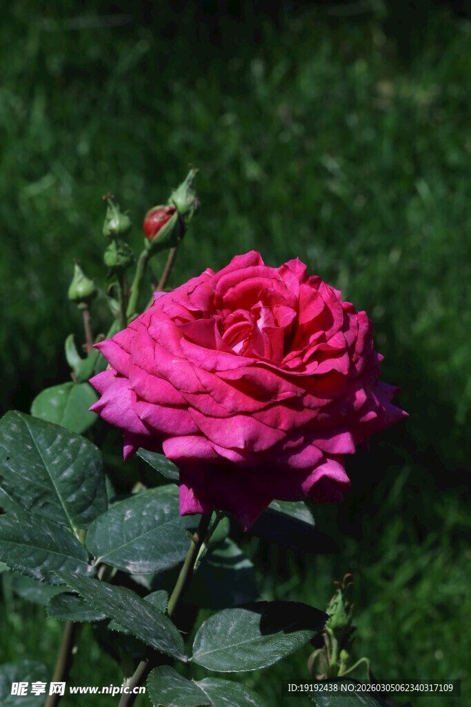月季花 