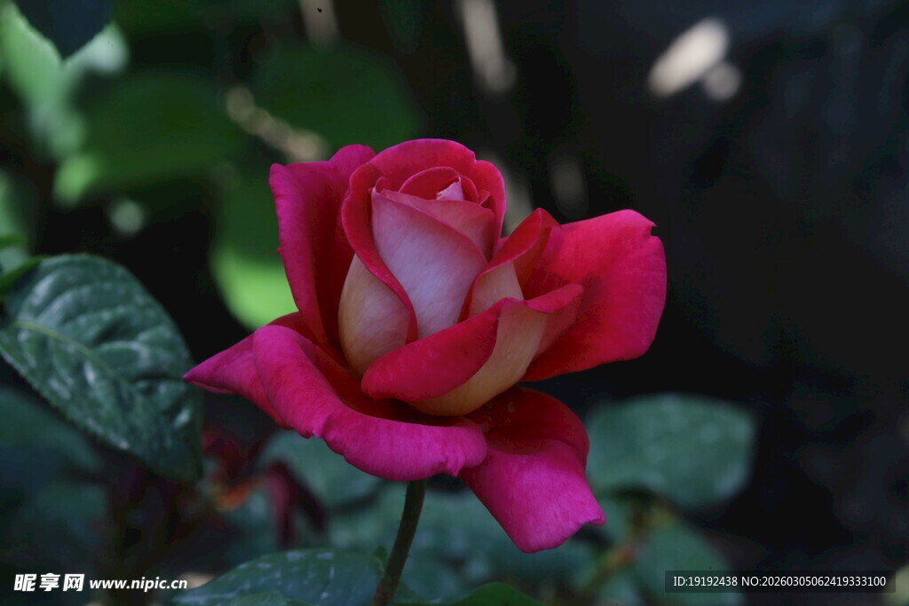 月季花  