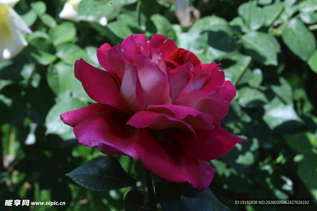 月季花 