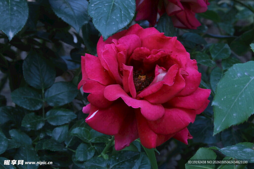 月季花  