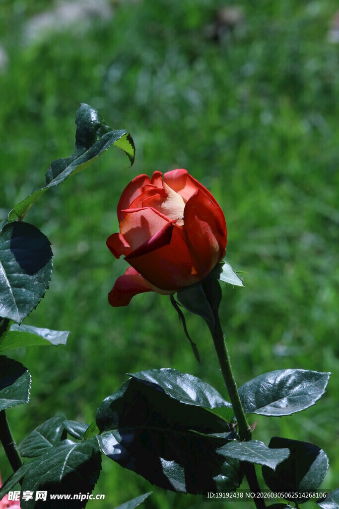 月季花  