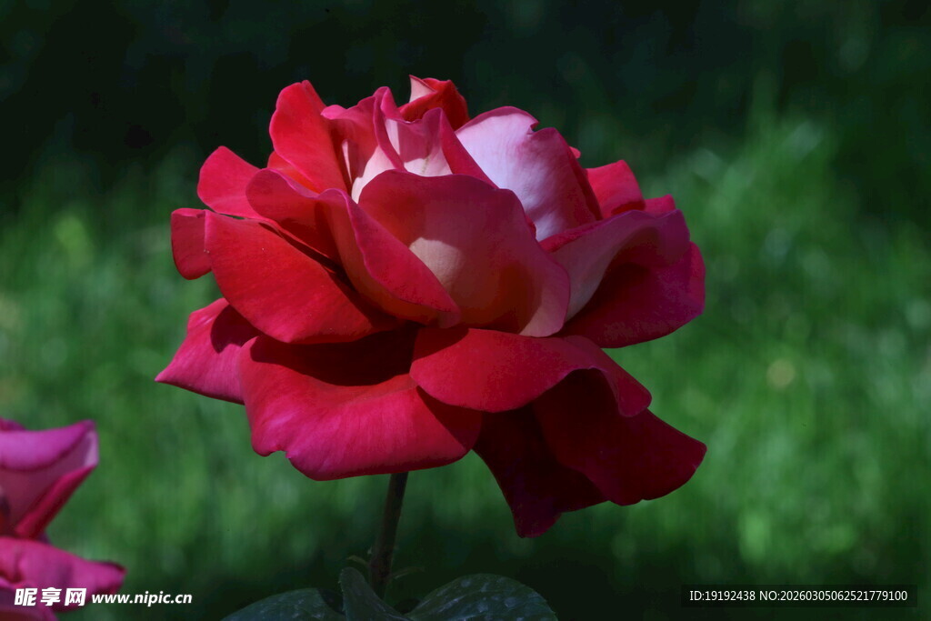 月季花 