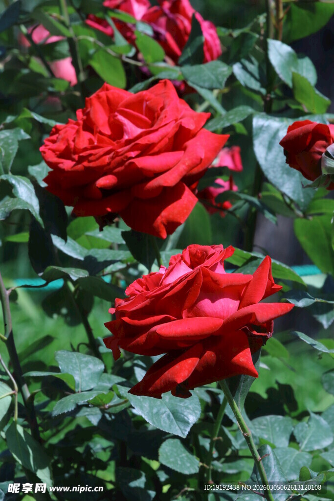 月季花  