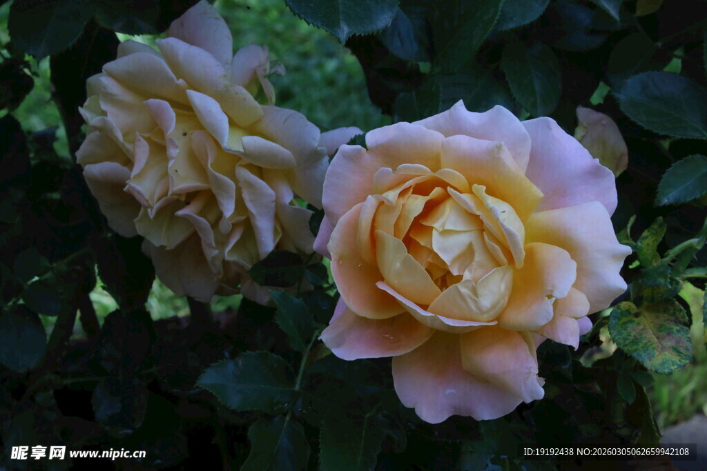 月季花  