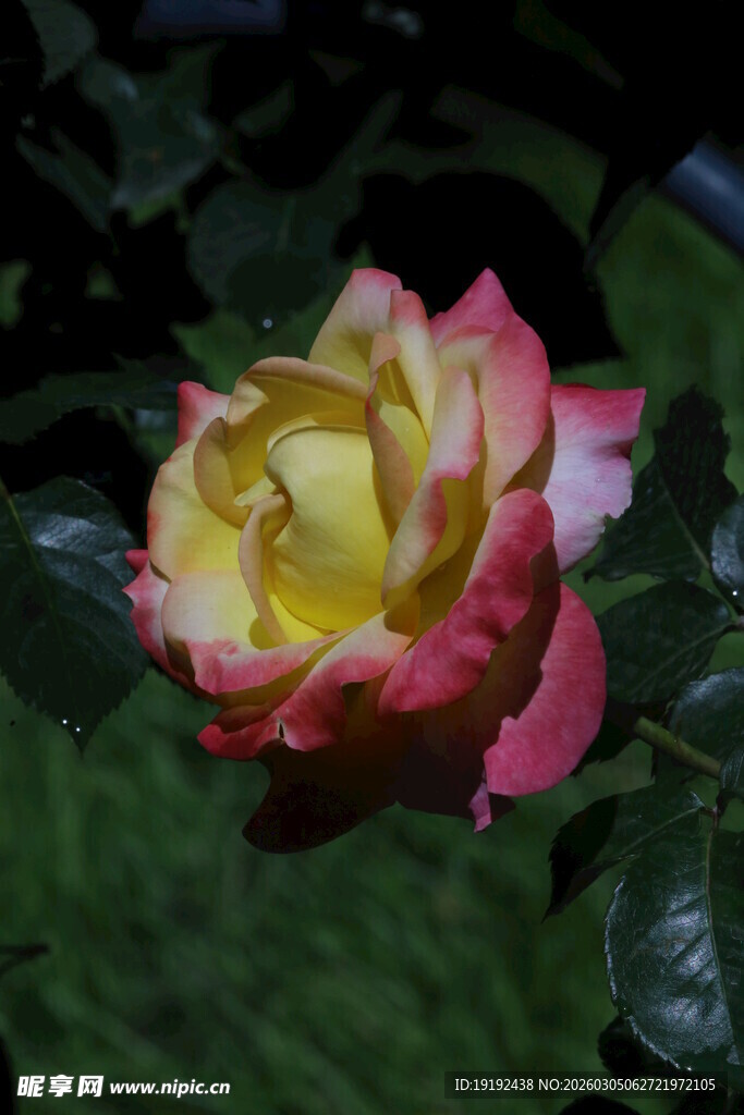 月季花  