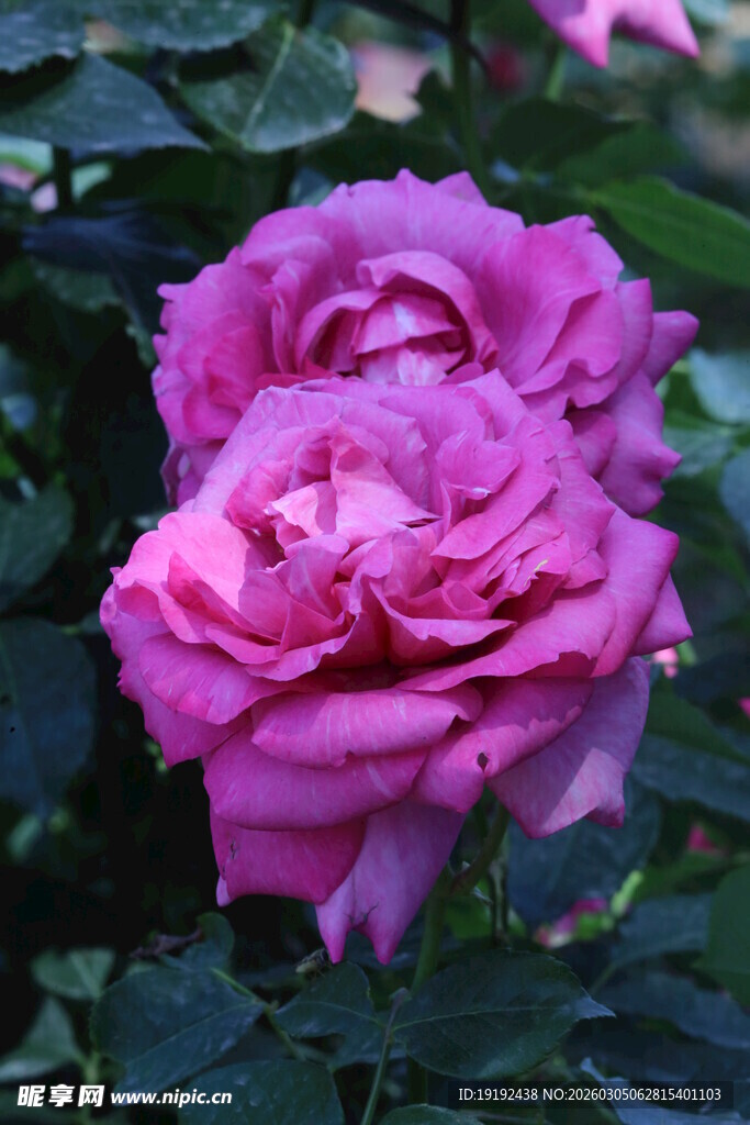 月季花  
