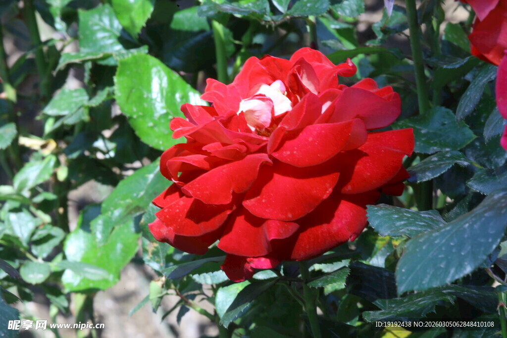 月季花  