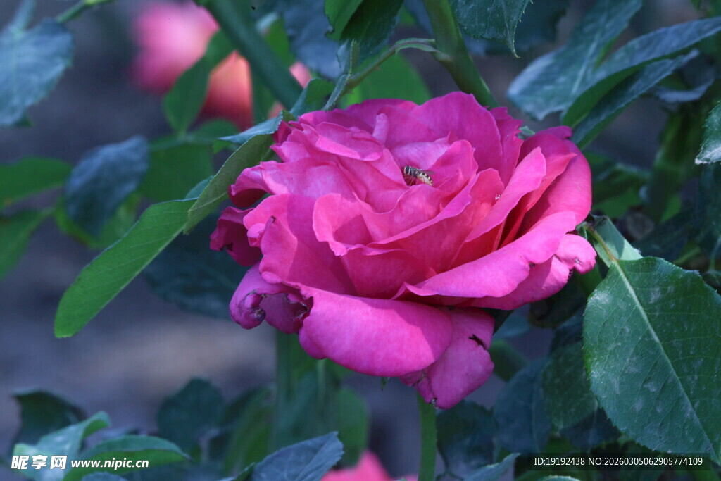 月季花 