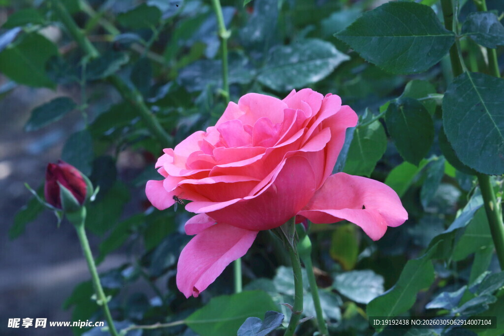 月季花  