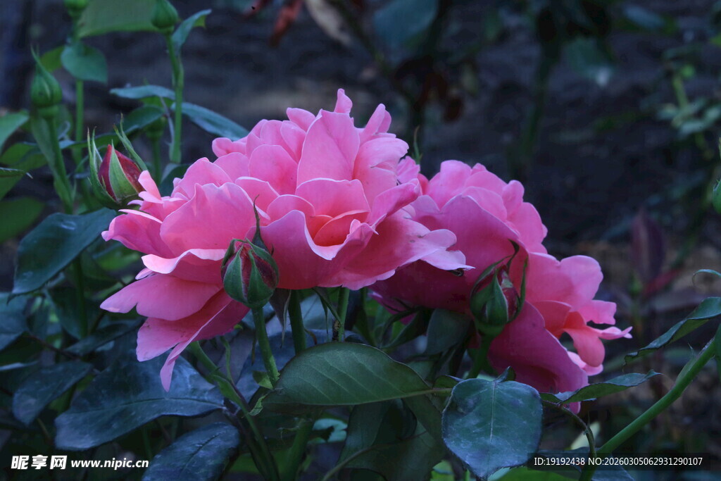 月季花  