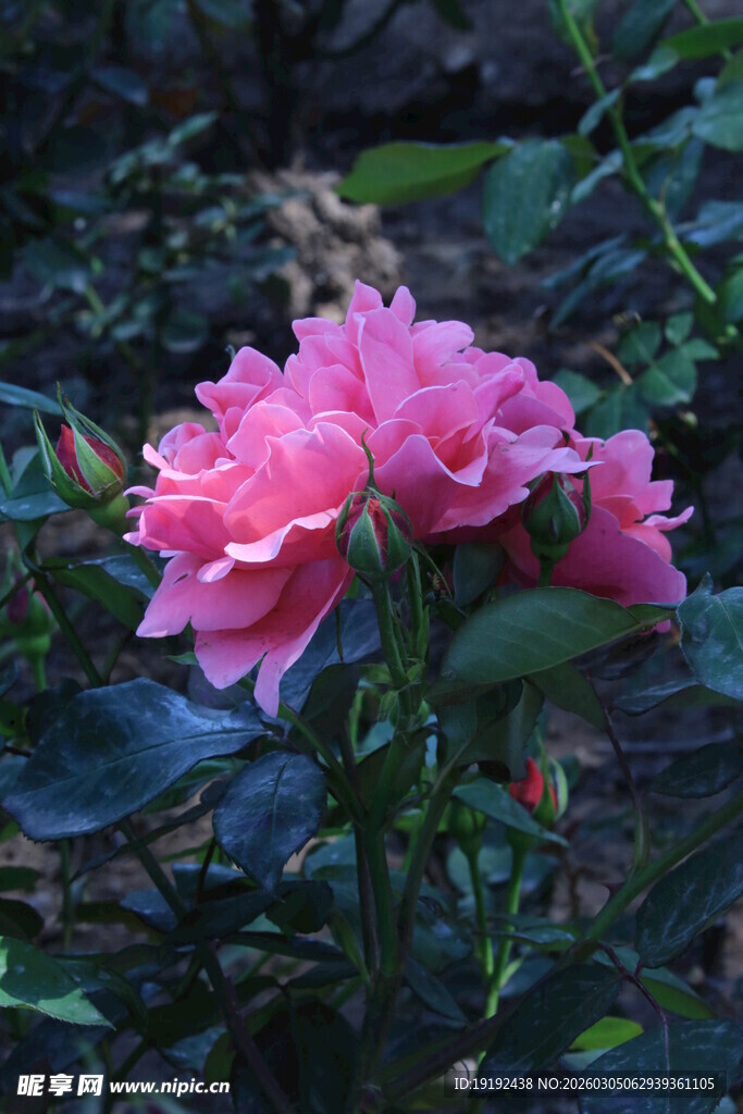 月季花 