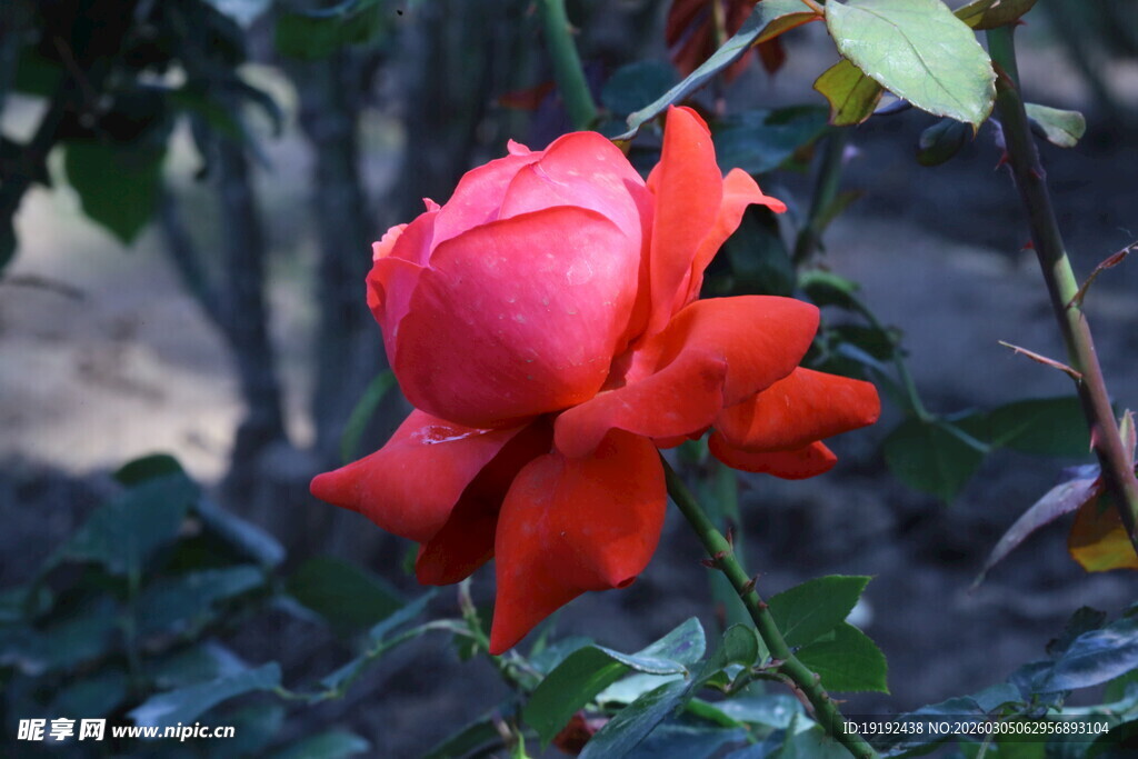 月季花 