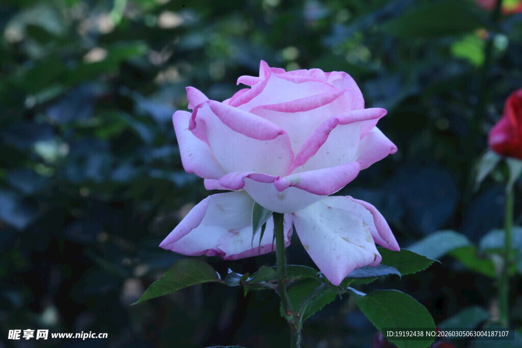 月季花  