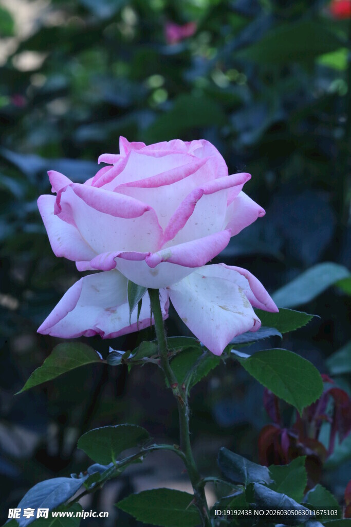 月季花  