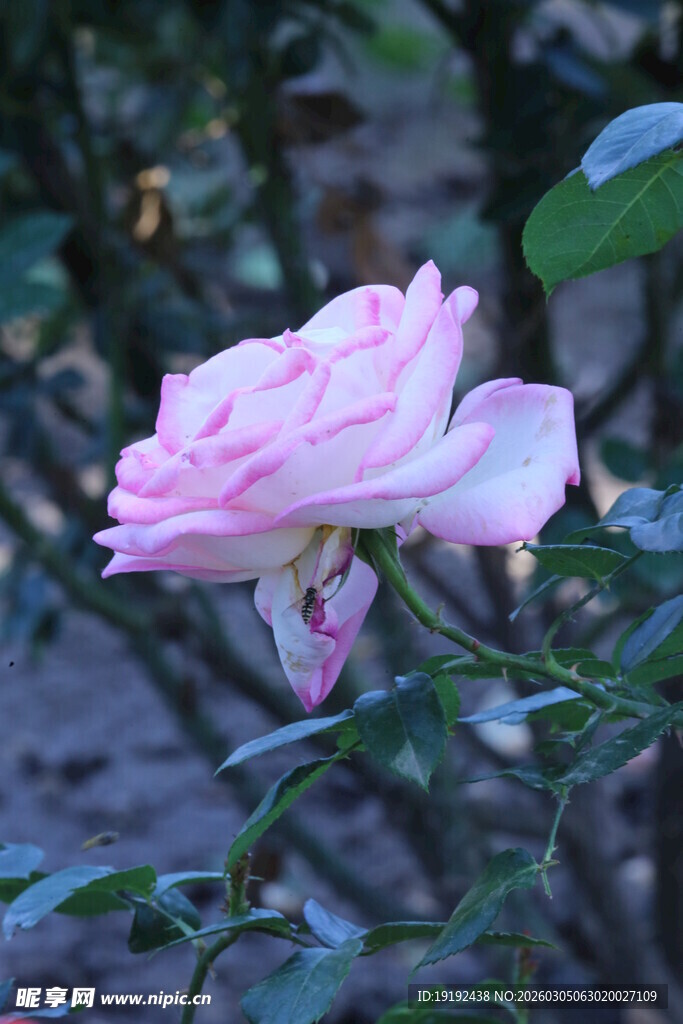 月季花  
