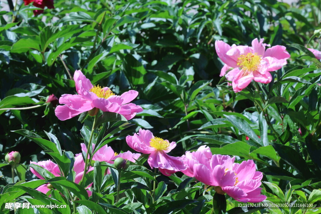 芍药花 