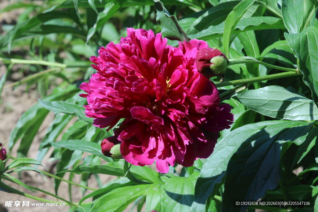 芍药花  