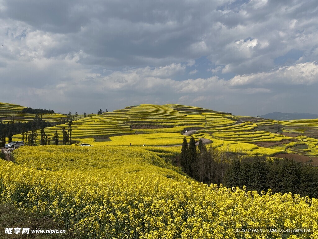 金黄油菜花海田园风光