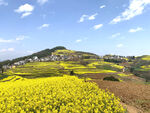 春日金黄油菜花田美景