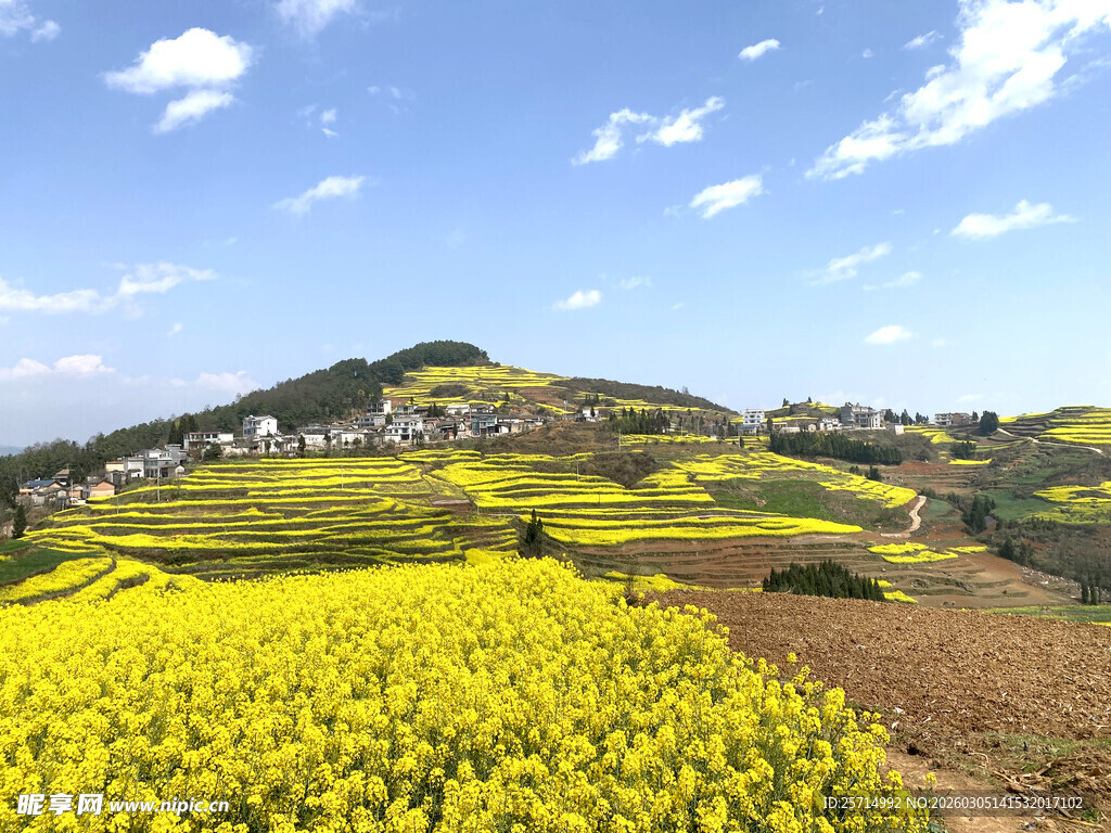 春日金黄油菜花田美景