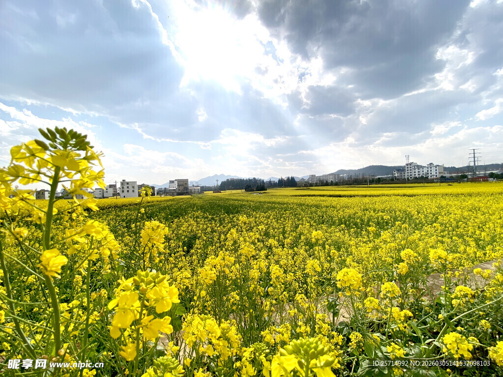 春日油菜花海美景
