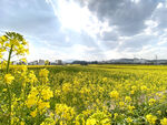 春日油菜花海美景