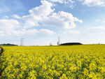 金黄油菜田 田园好风光