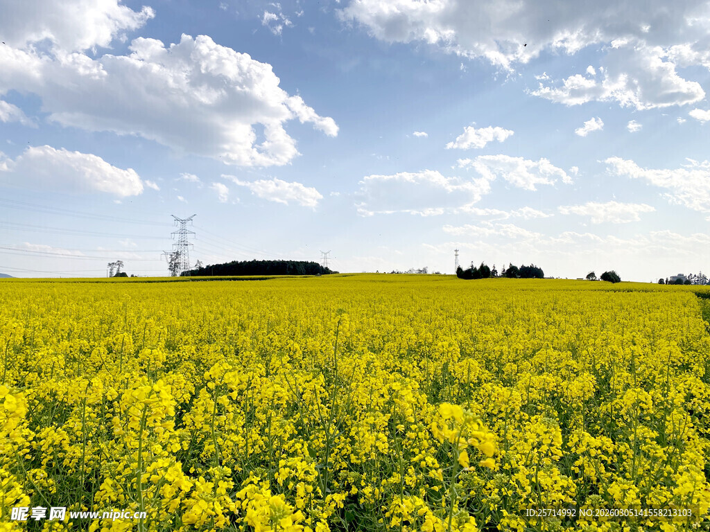 金黄油菜花海田园风光