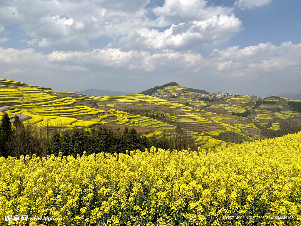 金黄油菜花海壮丽田园景