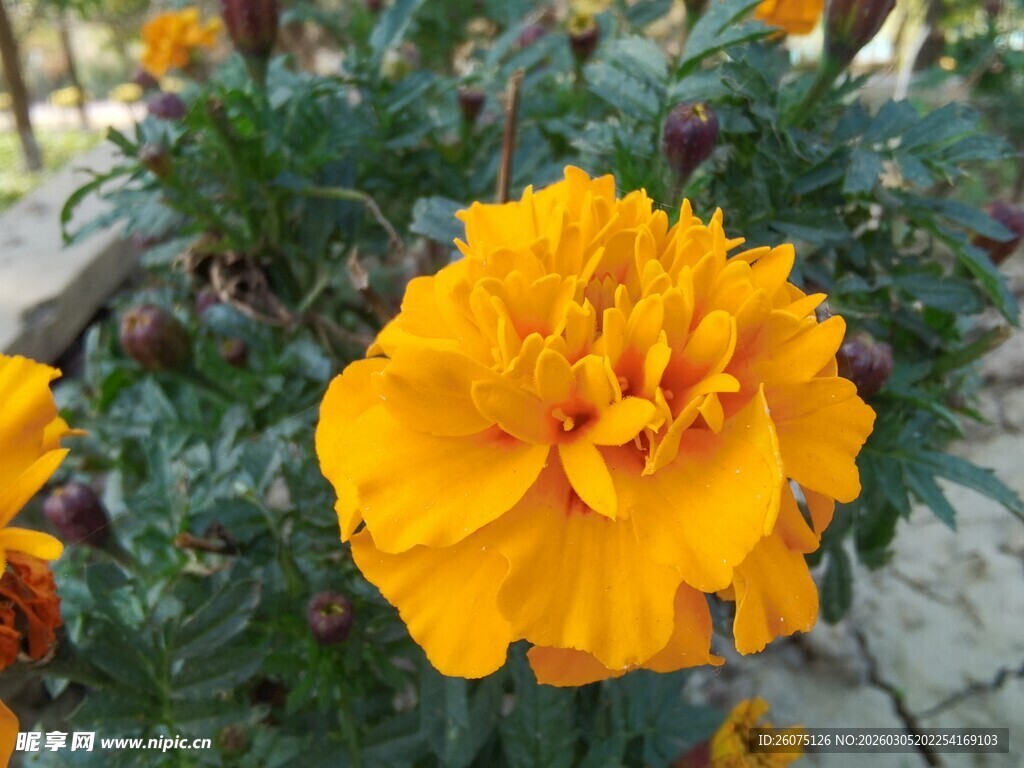 鲜艳黄色万寿菊特写