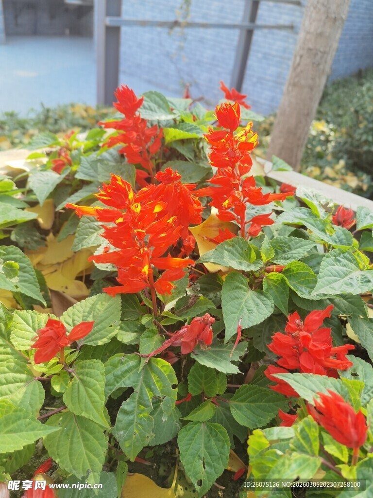 鲜艳一串红绽放生机