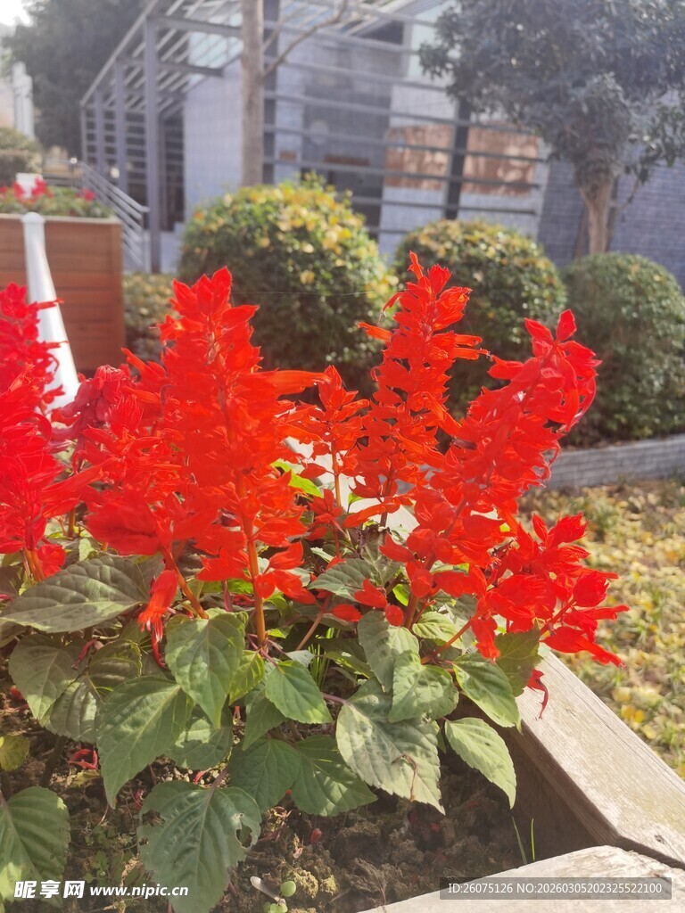 鲜艳一串红绽放于户外