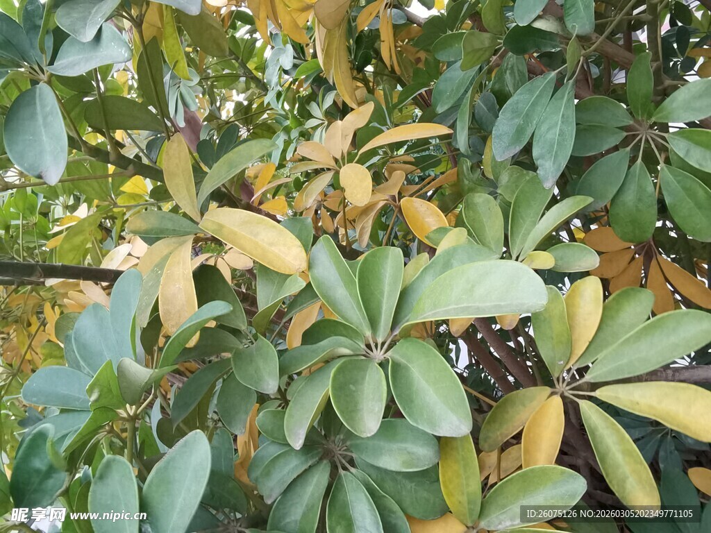 秋日斑斓树叶特写