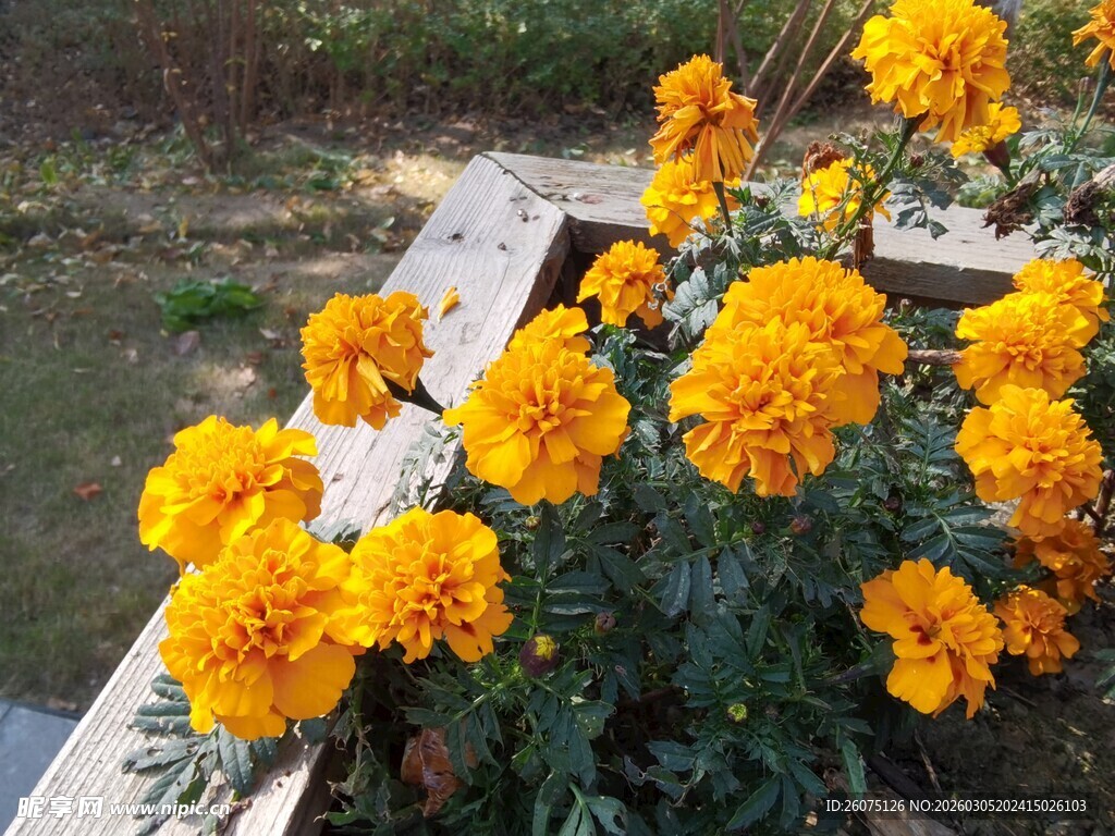 石边绽放的鲜艳黄色花朵