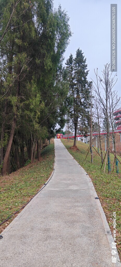 林间小径