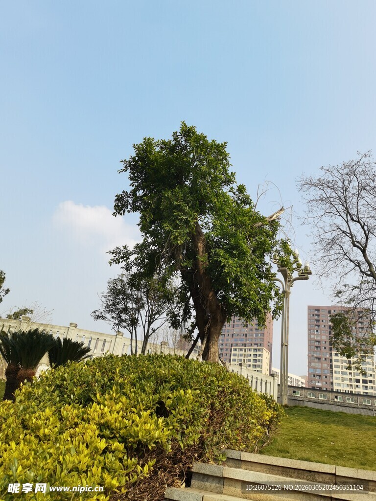 城市中葱郁的绿树与灌木