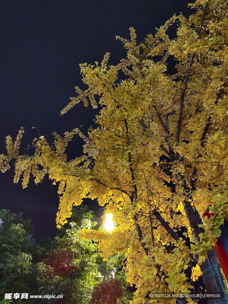 夜下金黄银杏树枝景
