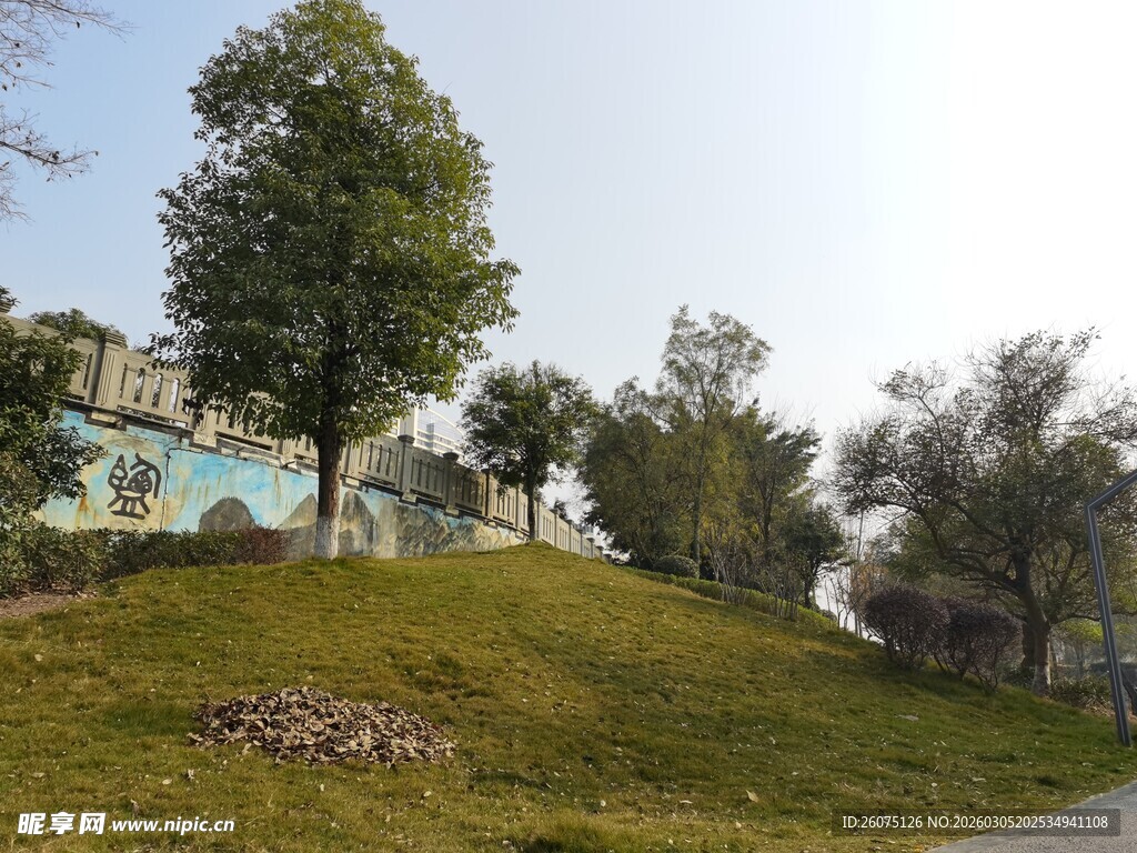 绿意盎然的户外山坡景致