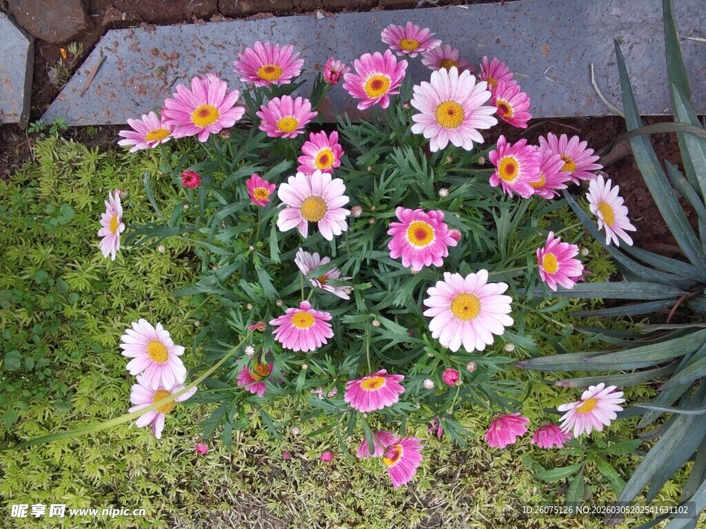 多彩雏菊绽放于绿草间