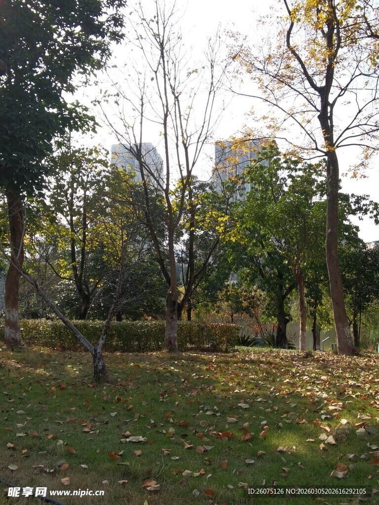 秋日公园静谧景致