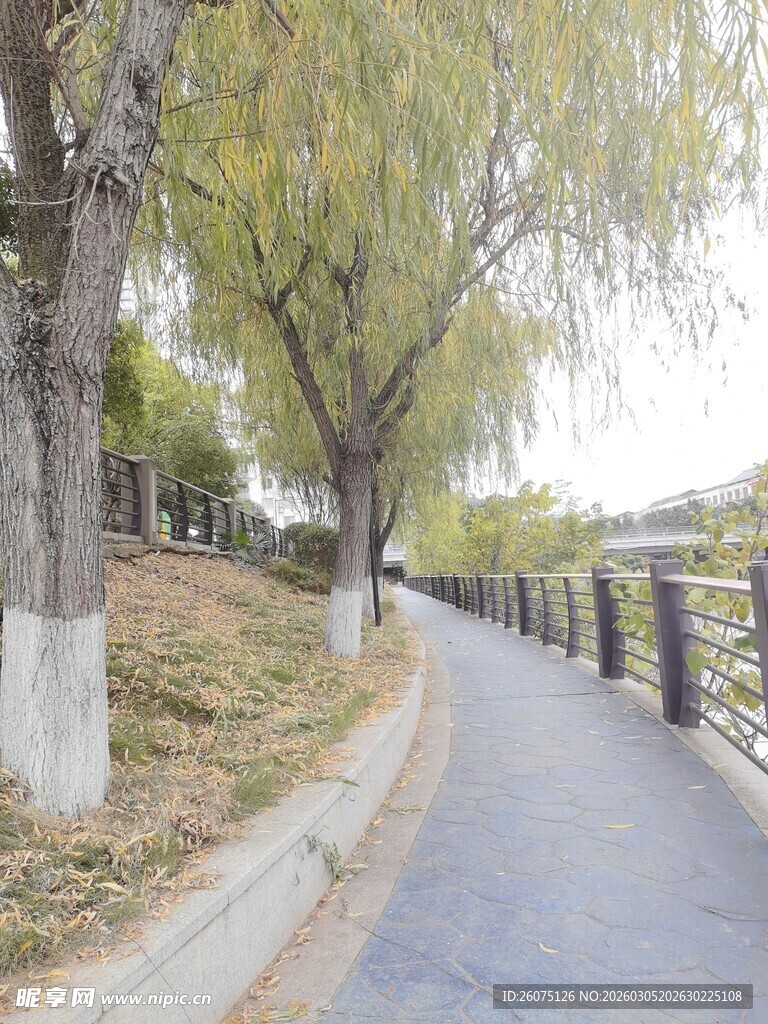 秋日林荫小道风景