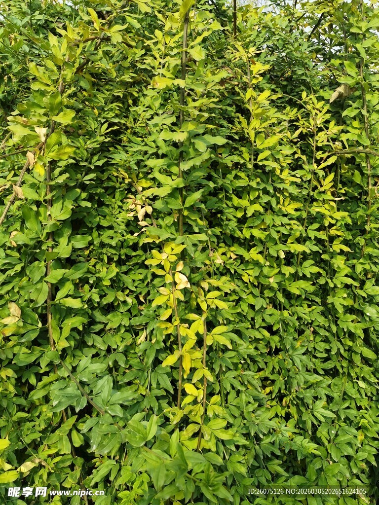 翠绿繁茂的藤蔓植物景观